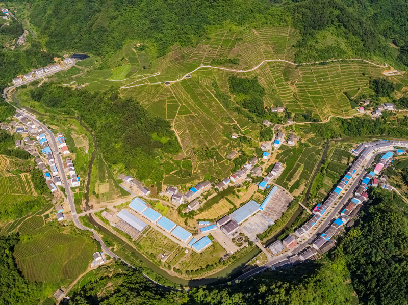 圣水茶园。章磊摄