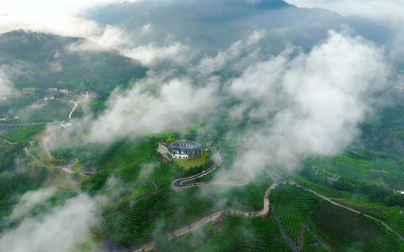 竹山县竹茶集团茶园基地。受访者供图