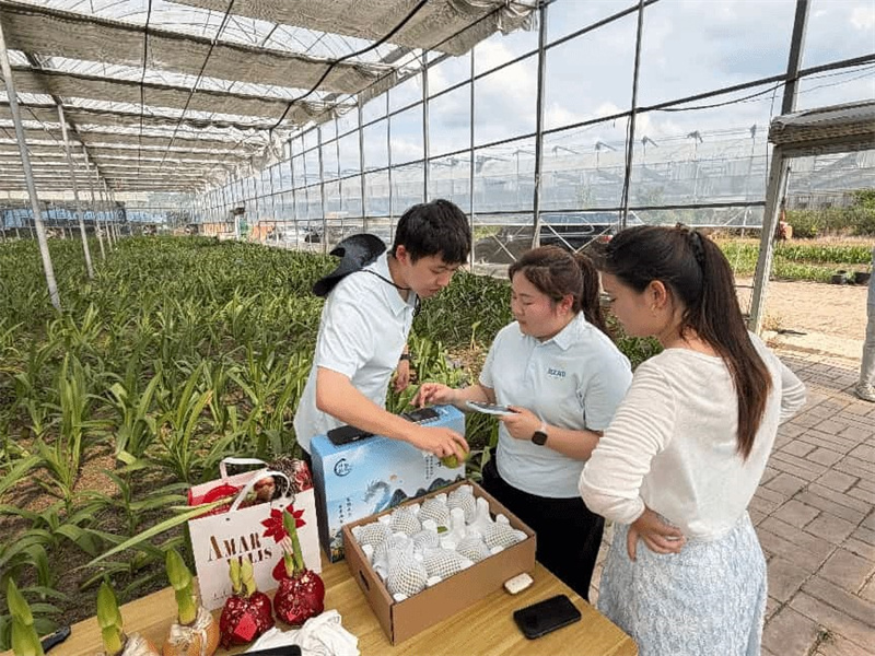 开展翠玉梨助农直播现场。秦志豪摄