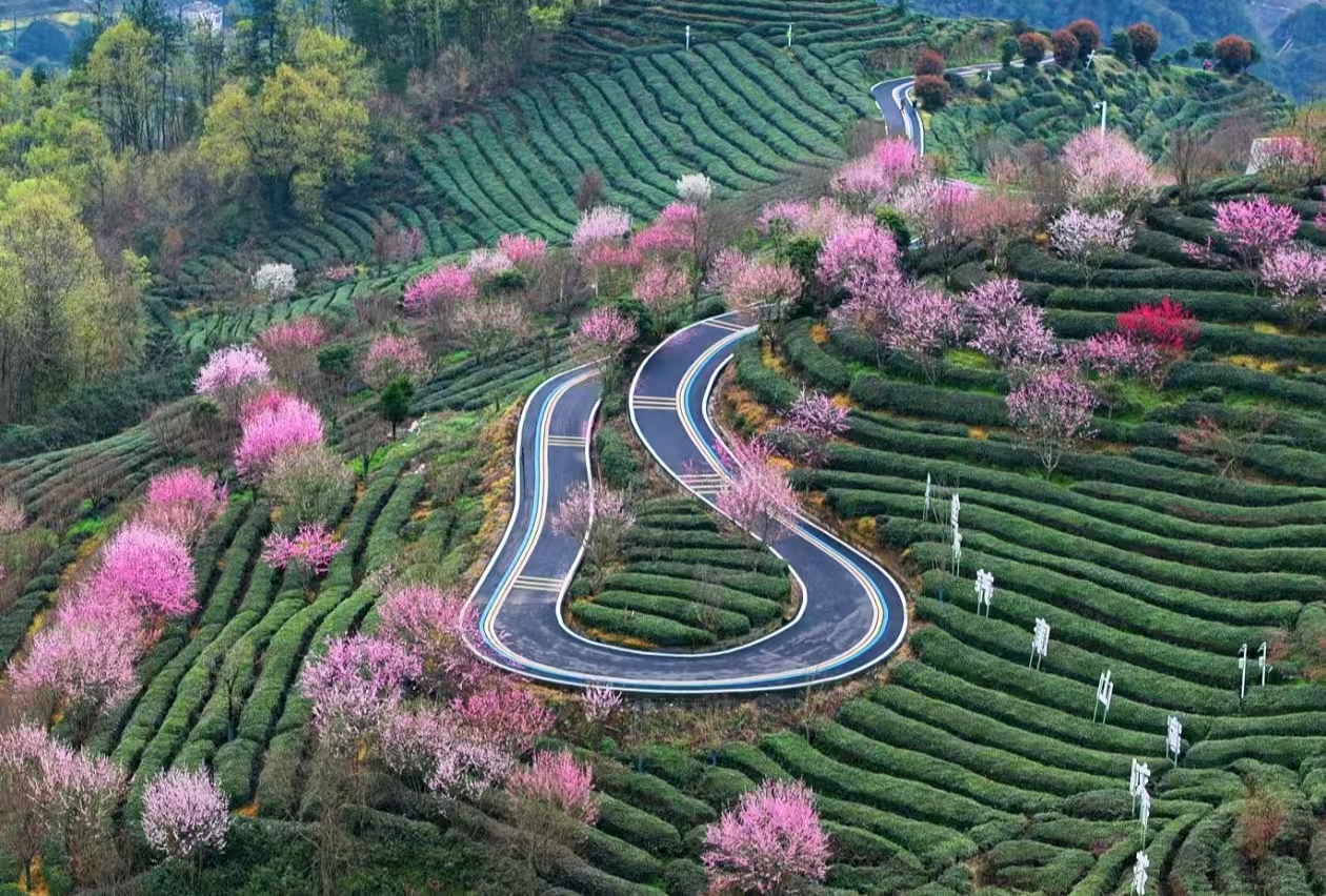 竹山县城关镇刘家山生态茶园。石濡华摄