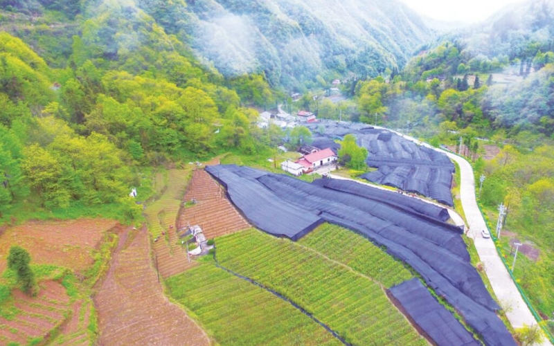 航拍湖北竹溪凉桥村黄连种植基地。陈建树摄