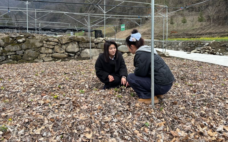凉桥村党支部书记郭姗在黄连基地与村民交流药材种植管护技术。陈建树摄）