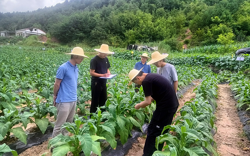 高校专家指导青年员工采集烟叶农艺性状