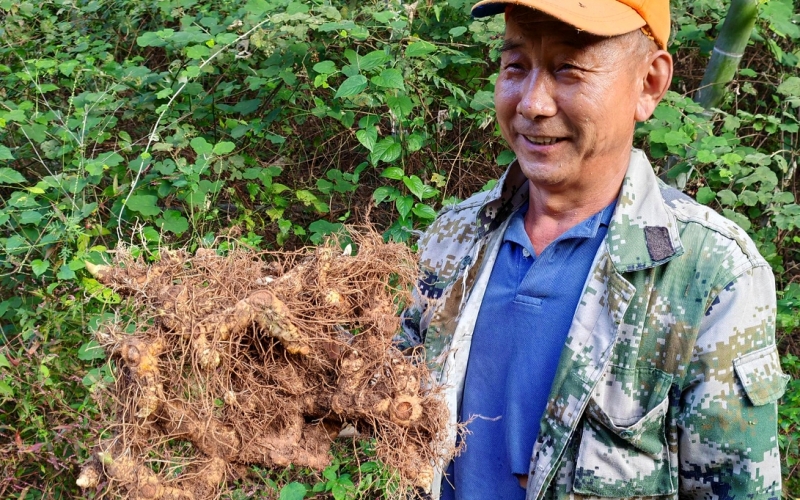 彭家垅村农户成良春展示种植的黄精。