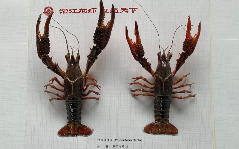 潜江龙虾1号。湖北省小龙虾产业技术研究院供图