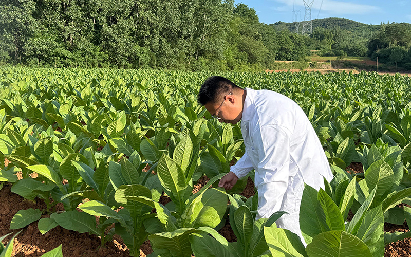 科技管理员正在进行田间病虫害调查