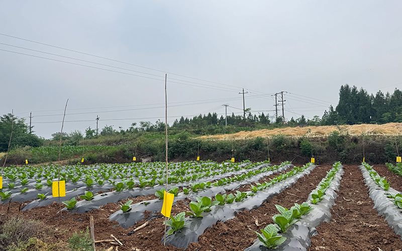 油菜收割烟苗移栽后